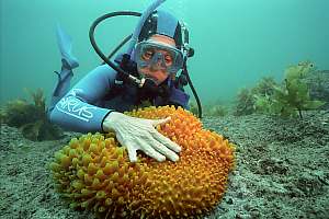 f022901: a large orange nipple sponge