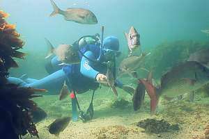 f030227: a diver follows an urchin trail