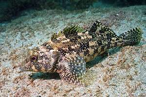 f030230: kelpfish Chironemus marmoratus