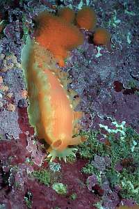 f032526: tritonia incerta nudibranch