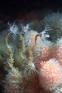 f032531: fragile alcyonaria and tubularia