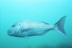 mature snapper Pagrus auratus