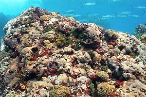 f031028: Abundance of corals on sun-lit slopes in shallow water.