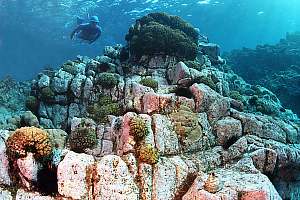 f031419: Hard basaltic rock covered in pink paint, grazing urchins and some corals.