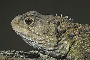 closeup of tuatara (Sphenodon punctatus)