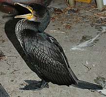 young pied shag (karuhiruhi,Phalacrocorax varius)