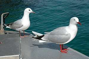 red-billed gulls (Larus novaehollandiae)