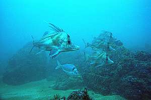 giant boarfish  (Paristiopterus labiosus)