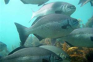 large old silver drummer (Kyphosus sydneyanus)