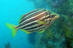 mado (Atyptichthys latus)