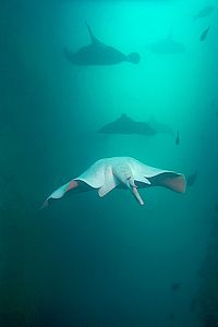 albino short-tailed stingray