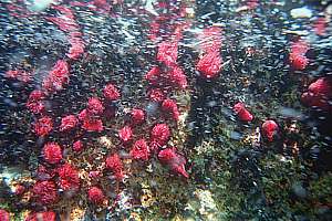 horse anemones feeding on shrimp