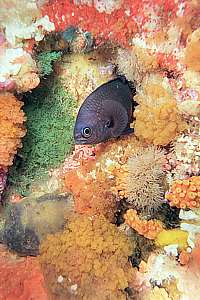 male demoiselle sleeps among bushy bryozoans