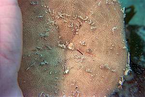 hat urchin seen from below