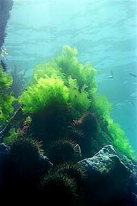 sea lettuce on Trev's Rock