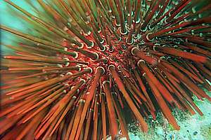 brown urchin