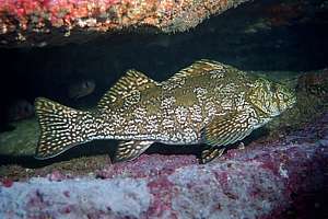 marblefish (Aplodactylus arctidens)