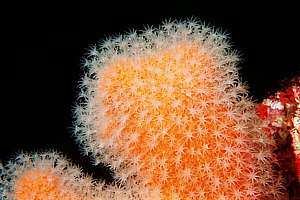 dead man's fingers (Alcyonium aurantiacum)