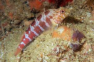 banded triplefin (Forsterygion malcolmi)