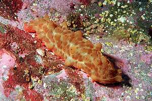 NZ sea cucumber (Stichopus mollis)