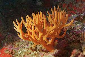 two-finger sponge (Pararhaphoxya sp.)