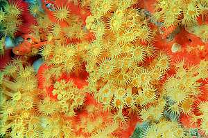 yellow zoanthid anemones