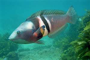 male Sandagers wrasse (Coris sandageri)