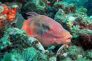 very old goatfish