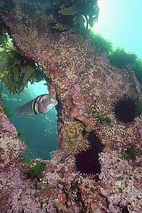 Sandagers wrasse at Trev's Rock