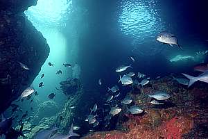 diver enters the northern entrance to Blue Maomao Arch