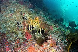 Lord Howe Island coralfish leaving when divers arrive