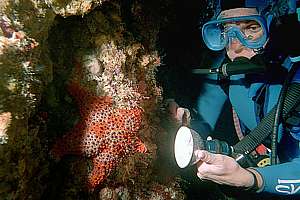 diver and firebrick star (Asterodiscides truncatus)