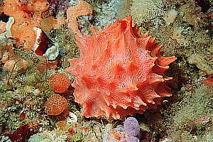 golfball sponge (Tethya fastigata)