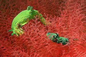 green-lined tambja nudibranchs