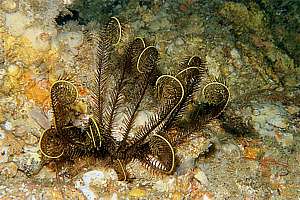 feather star