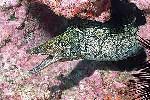 mosaic moray (Enchelycore ramosa)