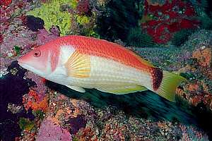 male scarlet wrasse (Pseudolabrus miles)