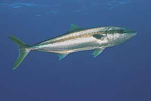 kingfish (Seriola lalandi)