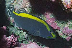 goldribbon grouper (Aulacocephalus temmincki)