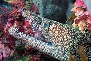 mosaic moray (Enchelycore ramosa)