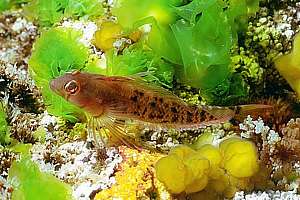 female Yaldwyn's triplefin (Notoclinops yaldwyni)