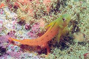 male Yaldwyn's triplefin (Notoclinops yaldwyni)