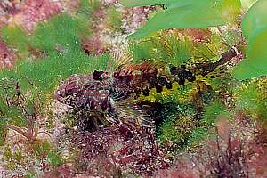 cryptic triplefin (Cryptichthys joyettae)