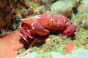 triangle crab (Eurynolambrus australis)