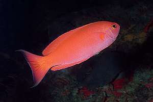 rare female splendid perch (Callanthias australis)