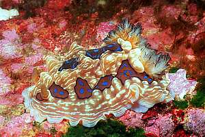 gem nudibranch (Dendrodoris dennisoni)