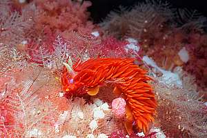 fireslug (Janolus ignis) is nocturnal