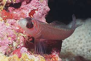 spectacled triplefin (Ruanoho whero)