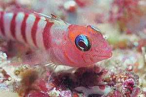 blue-eyed triplefin (Notoclinops segmentatus)