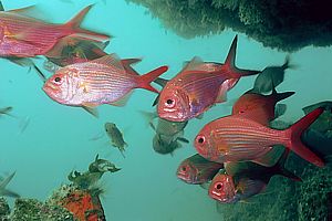 golden snapper (Centroberyx affinis) in a cave